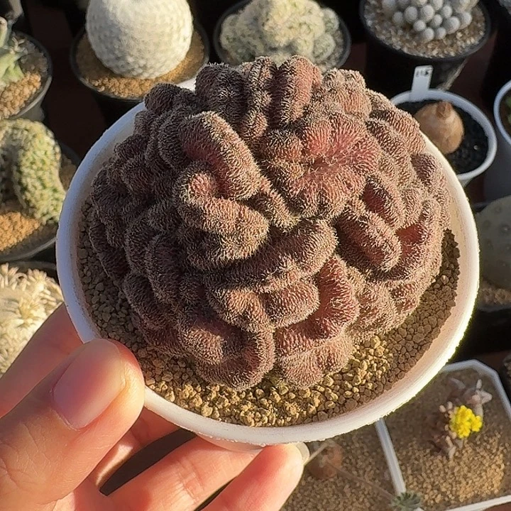 红檀缀仙人球12345