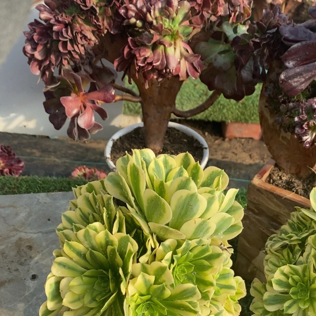 不开花植物欧紫➕金丝翡翠1颗多肉