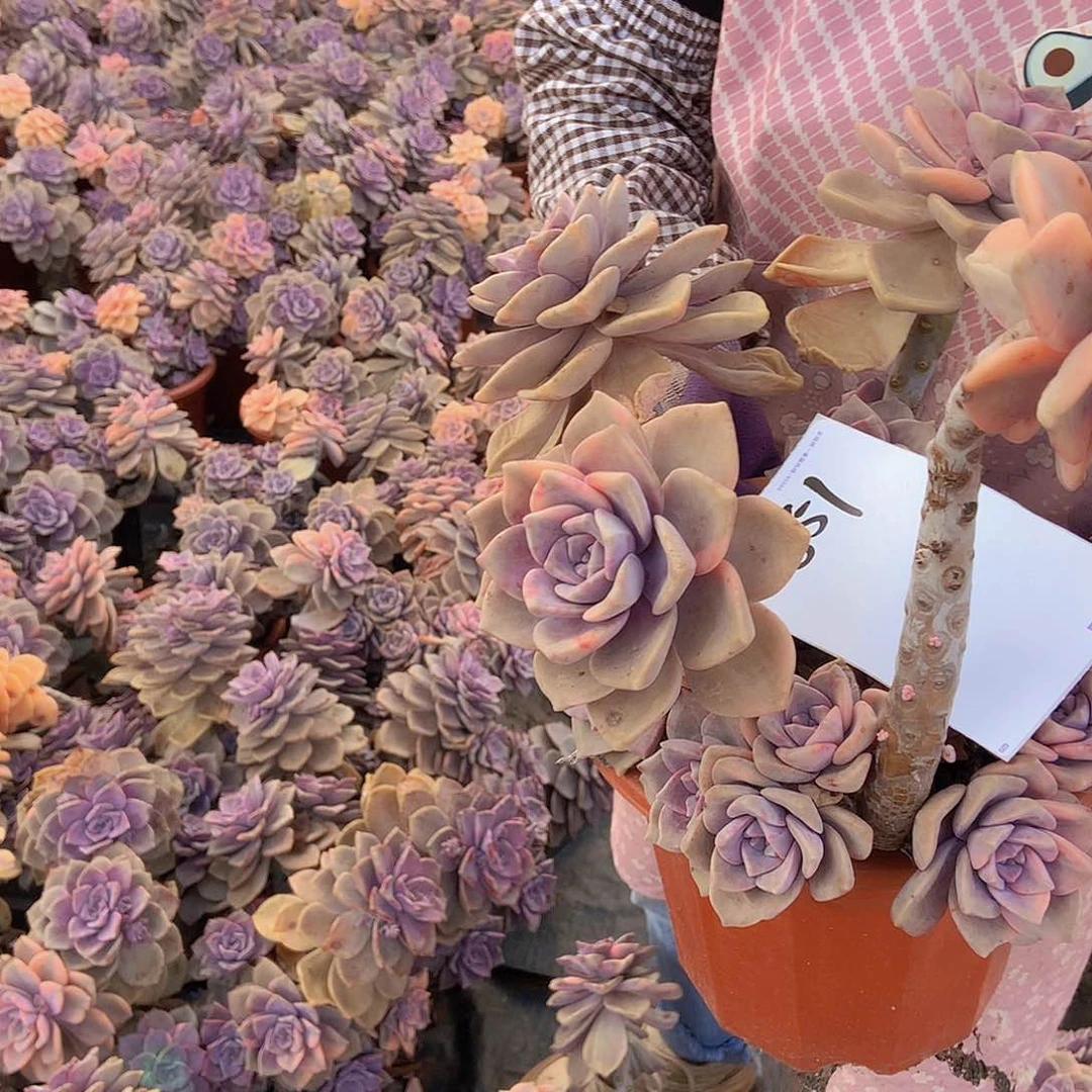 兰**果一物一拍多肉外播紫乐锦851