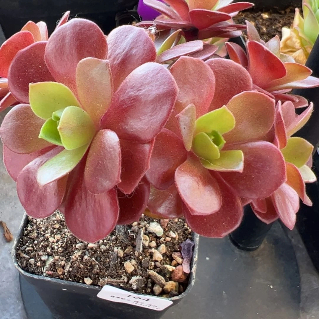 郭*164号云霞—山地玫瑰