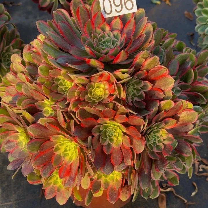 0000000000096孔雀翎