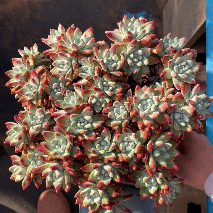 白雪，多肉植物啦啦啦啦