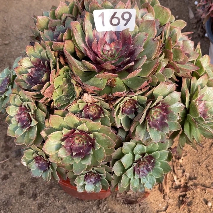 无花朵169多肉植物红丝绒