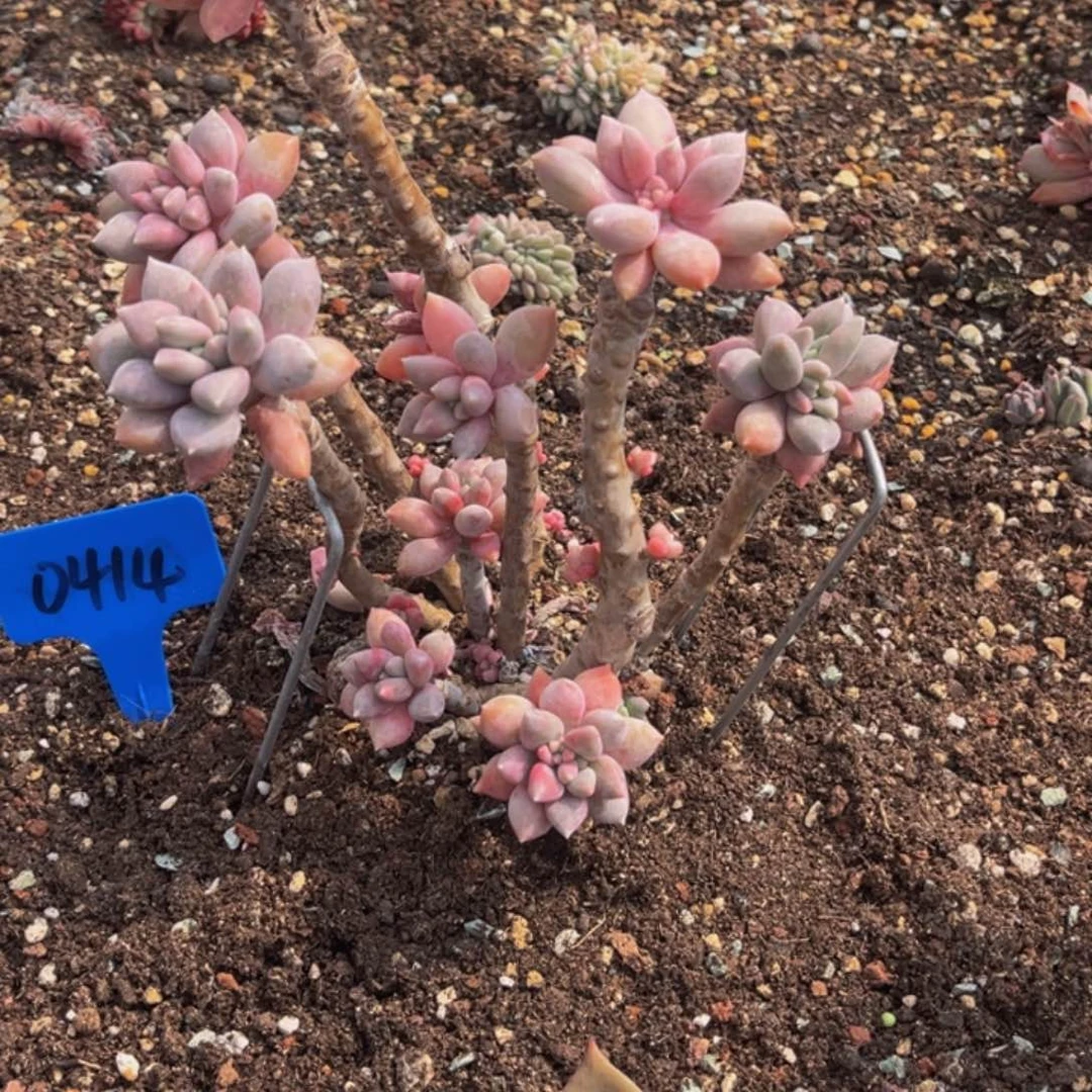 0414号上午多肉植物群生多肉植物