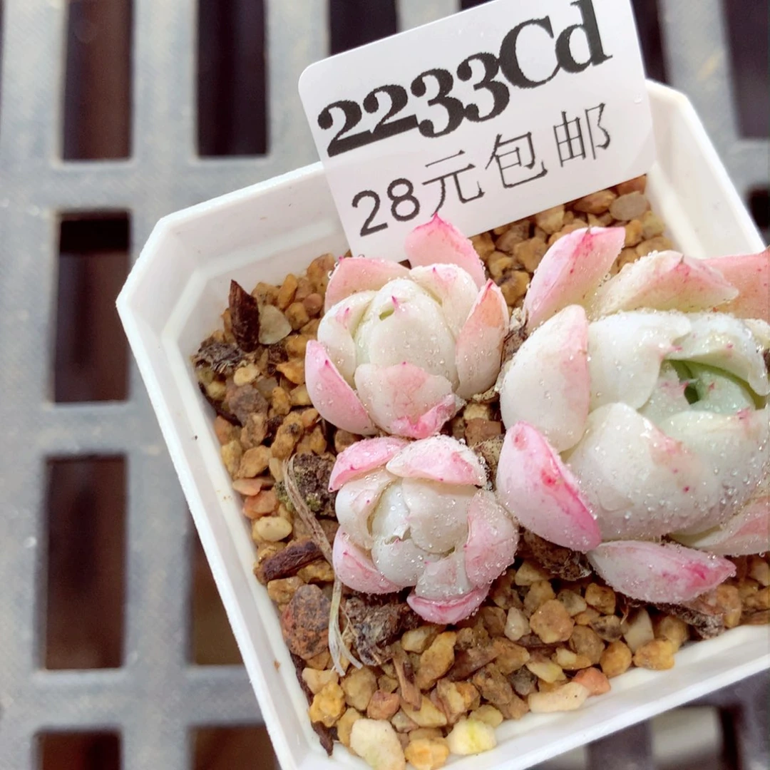 5厘米盆精控多肉2233