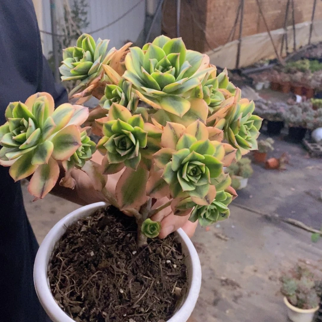 星爆整桩160杯，满18包邮不带盆土