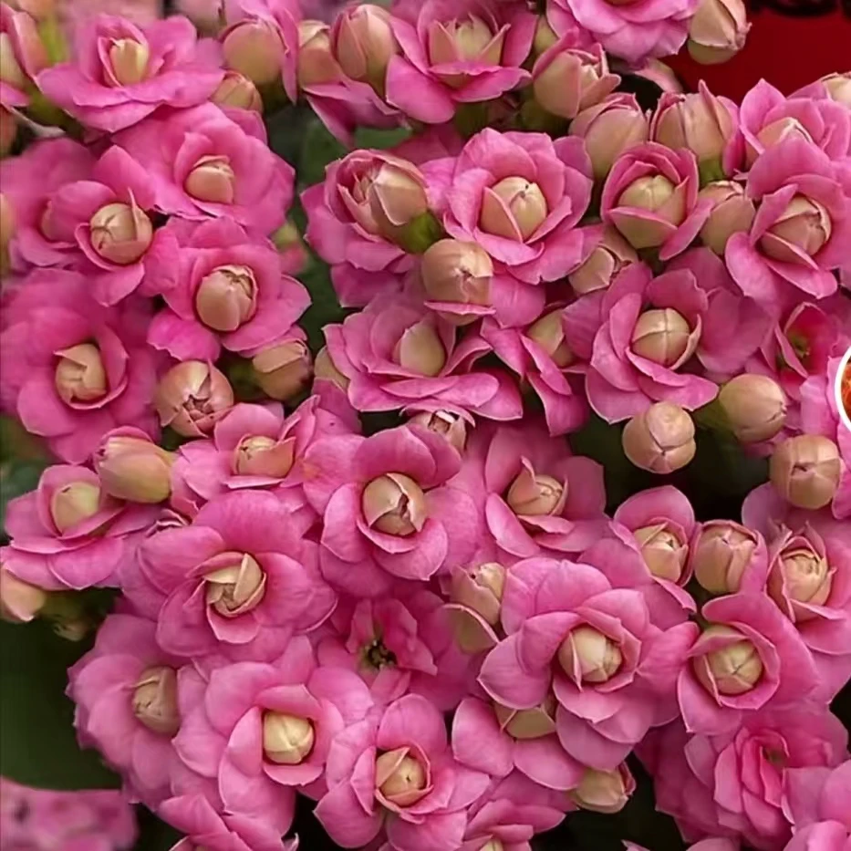 粉巴黎140盆一盆三棵原盆原土带花苞