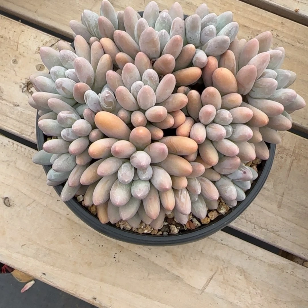 沉***思多肉植物汤圆系列