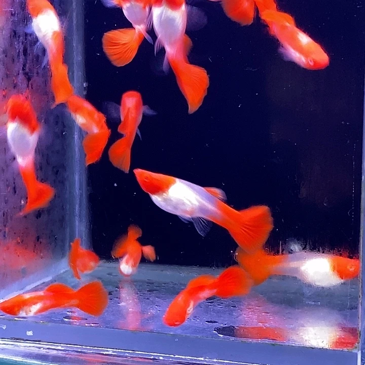 孔雀鱼福利红头20条包邮