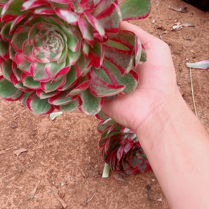 孔雀翎单头多肉植物