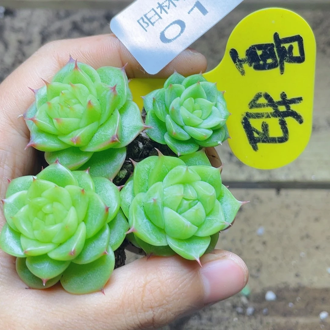 量拍多肉植物多肉植物13