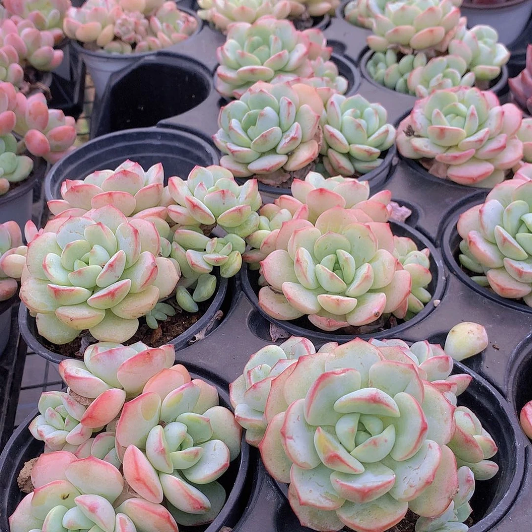 香草碧斯34667889999000