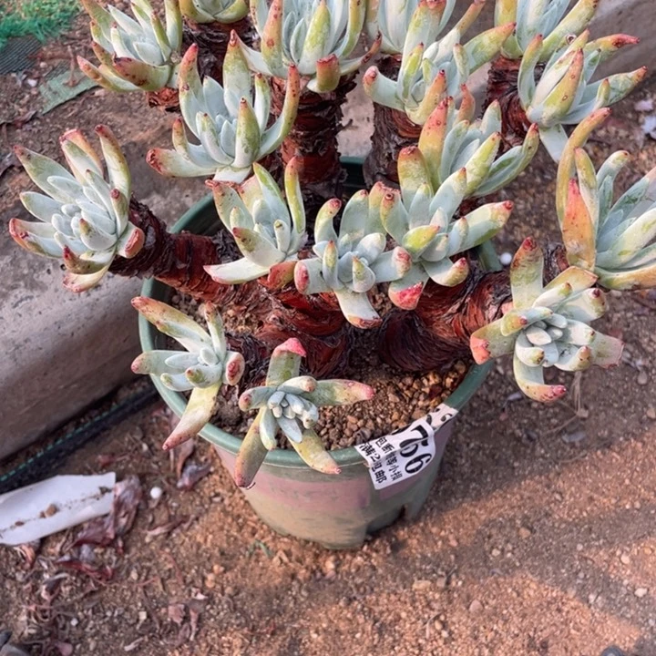 756号雪花多肉植物