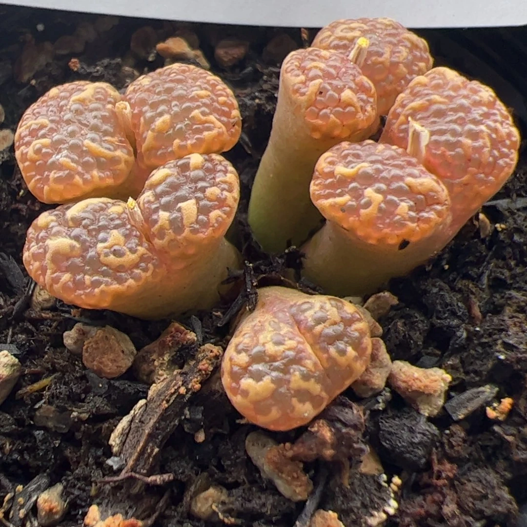 0230号 泡泡勋章多肉植物