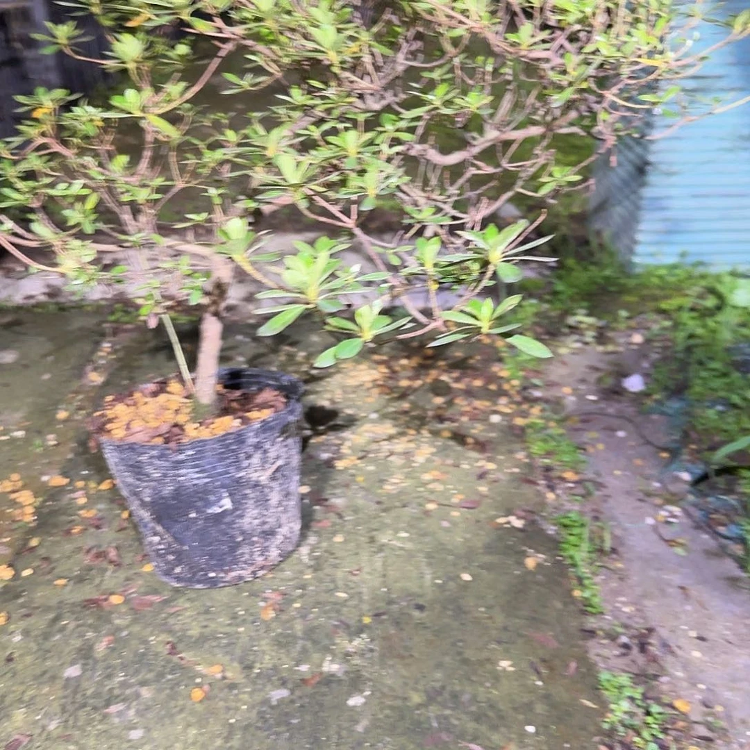 无花朵若惠有花朵