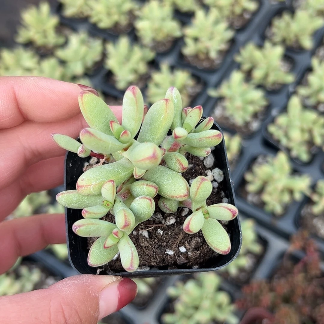 多肉植物小天狗群