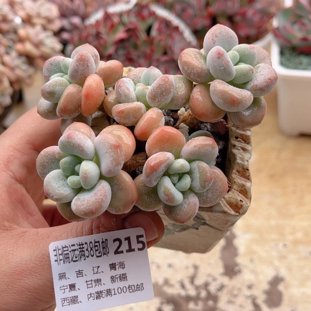 215洛神德华多肉