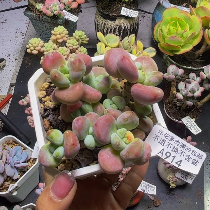 红洛神914/8cm多肉