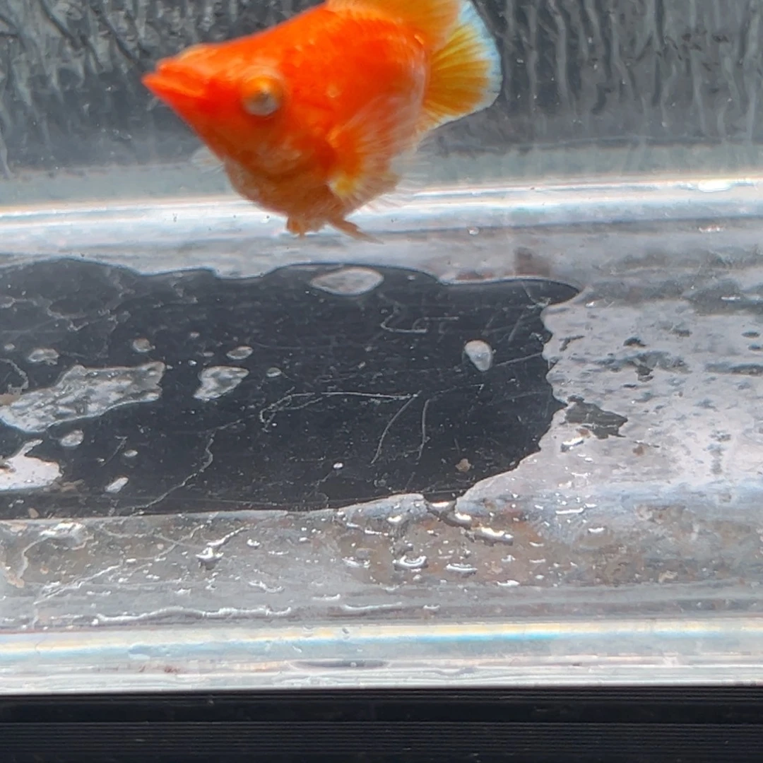 孔雀鱼玛丽鱼一条黄金公