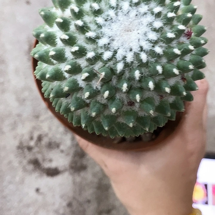 多丽王，高10公分左右