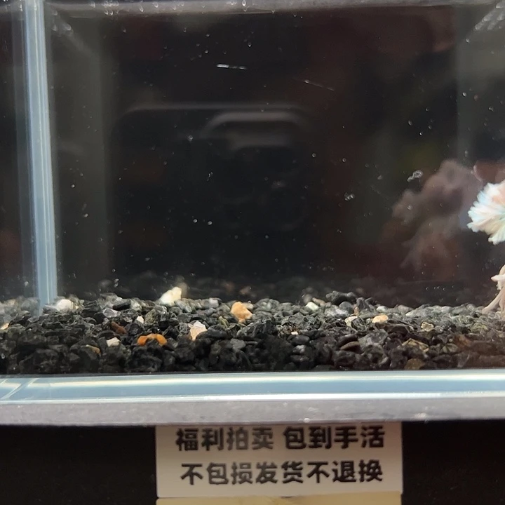 斗鱼竞拍跑单拉黑23日138