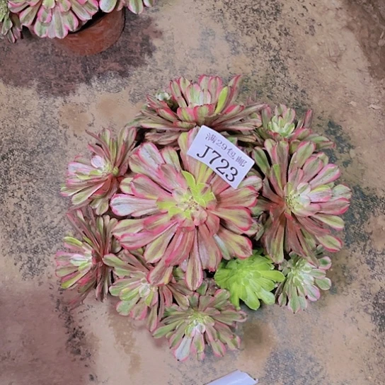 723粉黛多肉植物