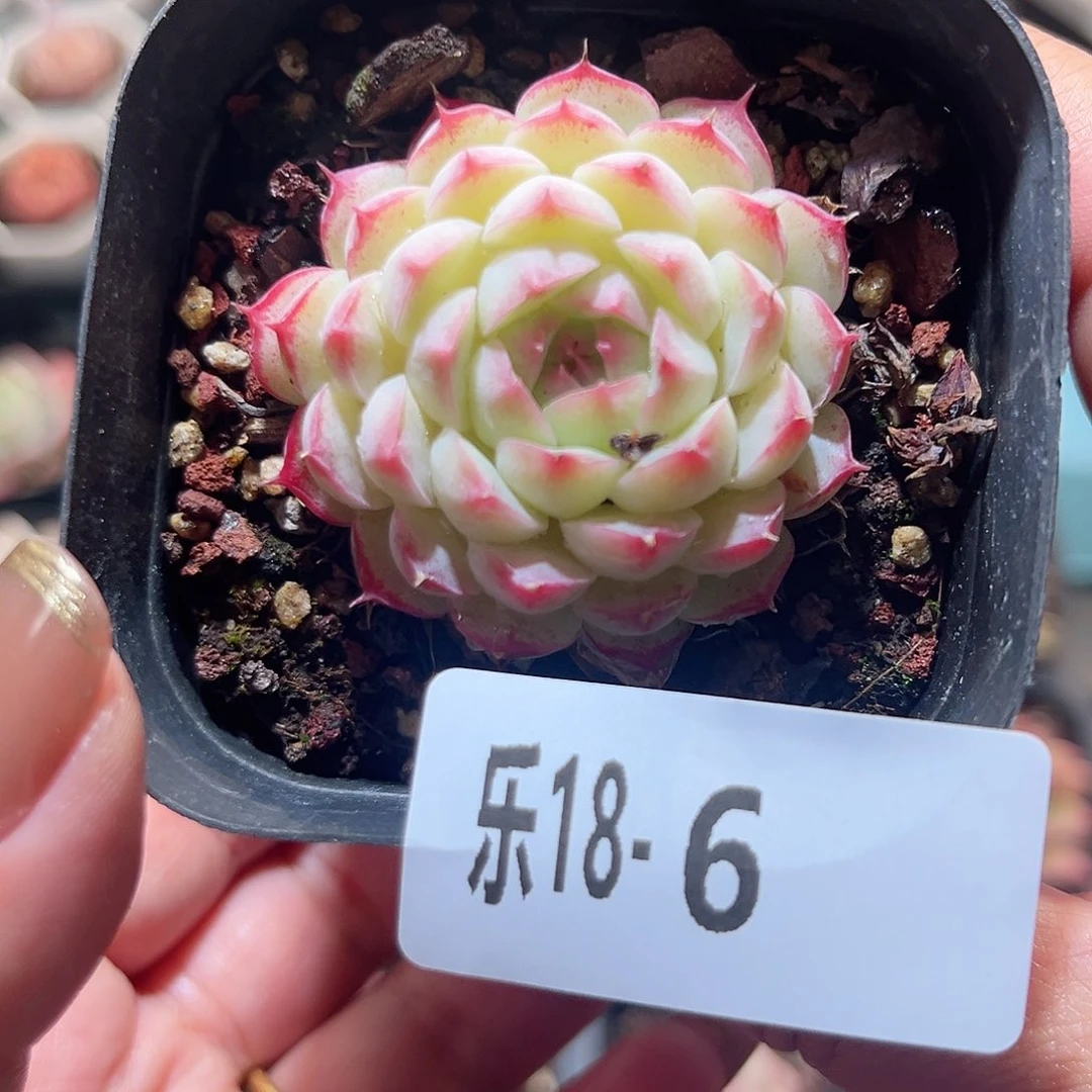 乐18-6 多多洛单头