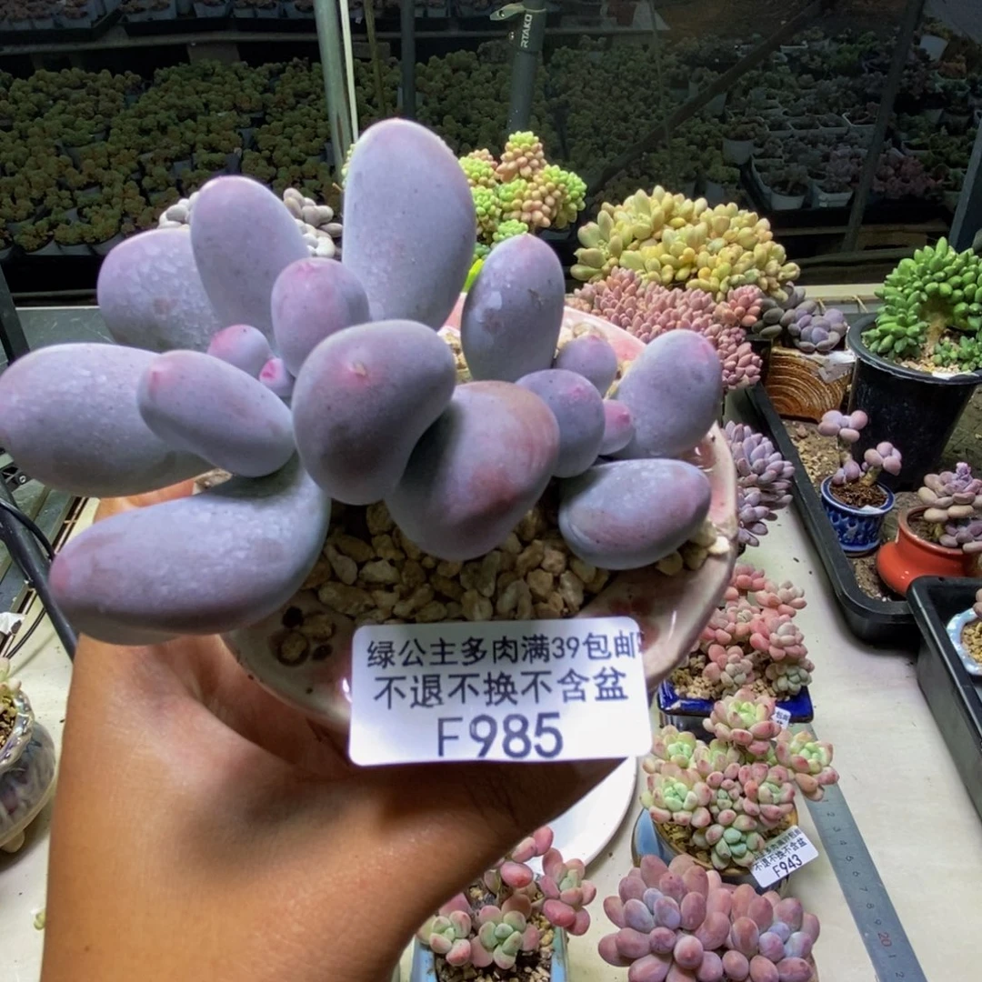 985米可奶多肉7cm