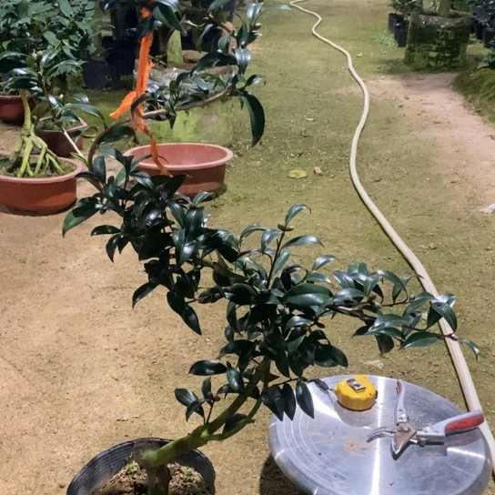当前无花栽培后可以开花