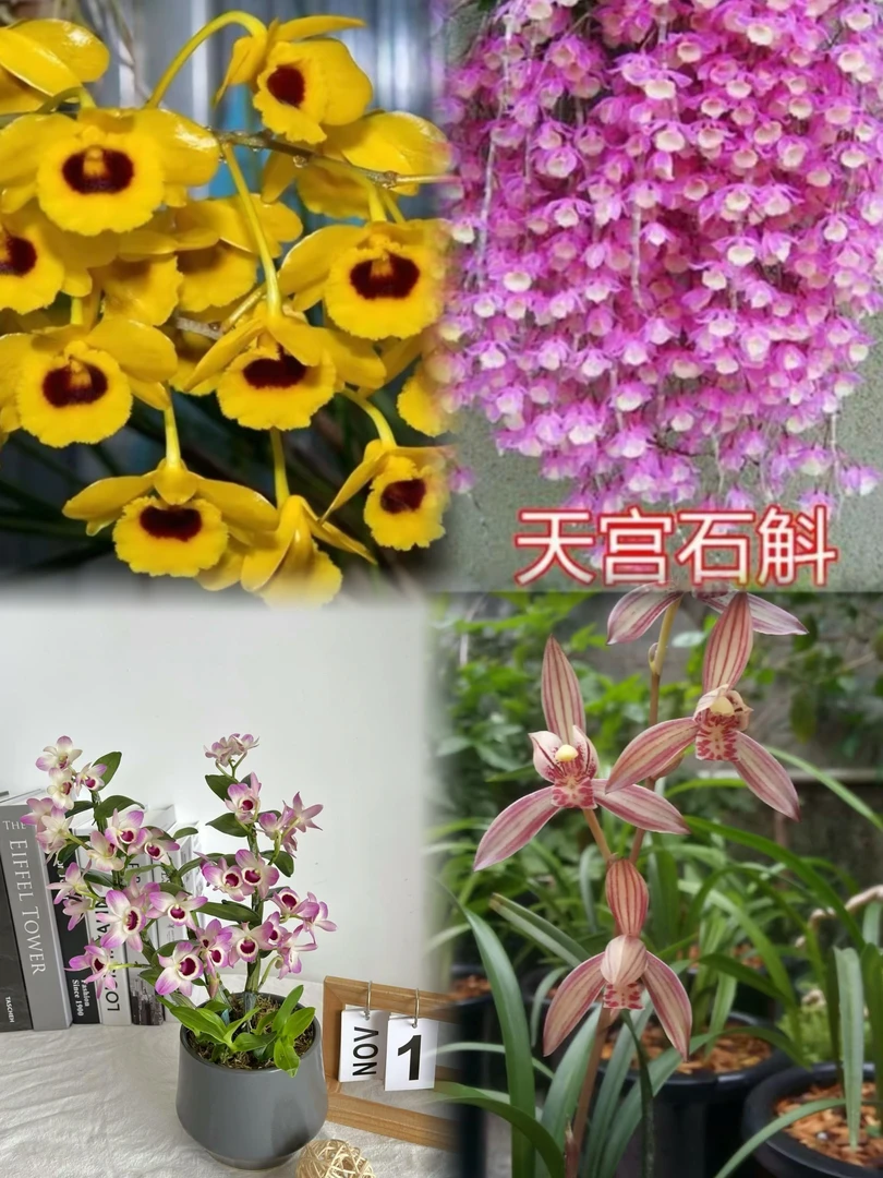 石斛花散苗多品种组合（花好看，花量大，花期长）适合新手