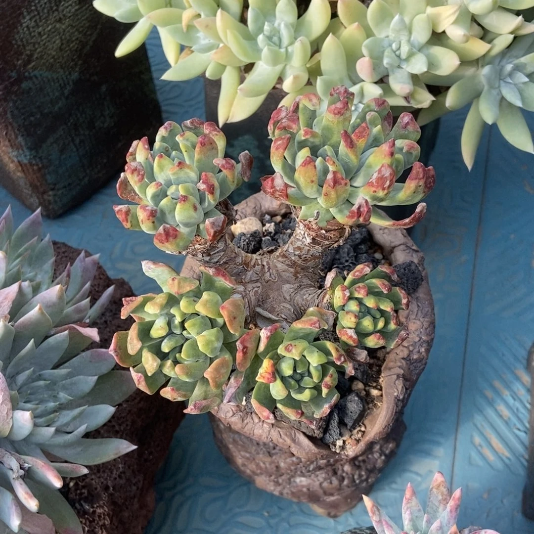 野砍初霜多肉植物