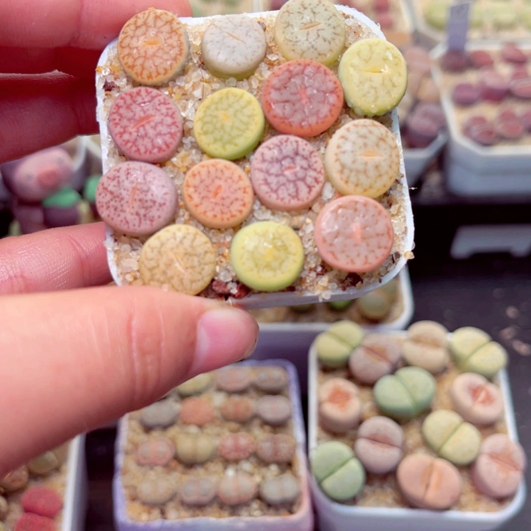 629号带盆包邮发货