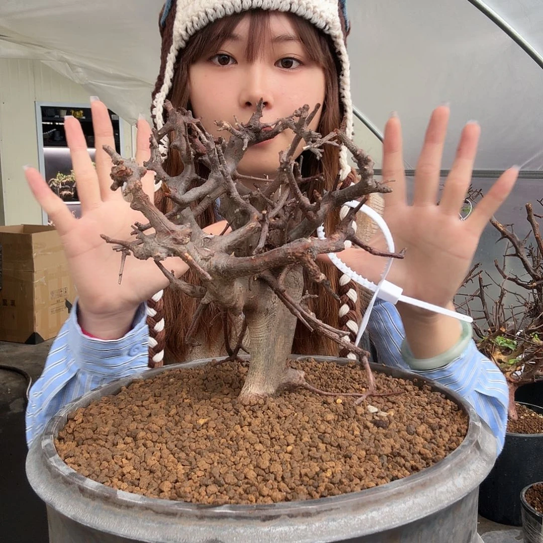 扭矩没药免费寄养