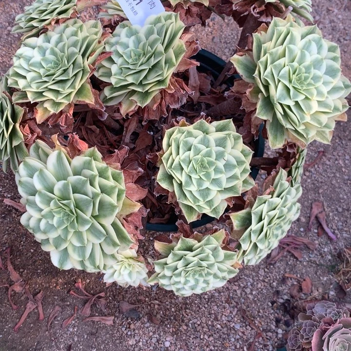 1041碧浪多肉特价不售后