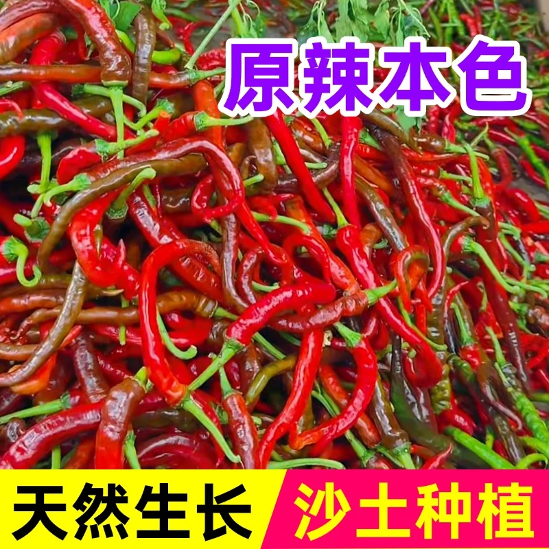 湖南农家自产农家肥高山露天种植新鲜青红辣椒老品种薄皮现摘现发