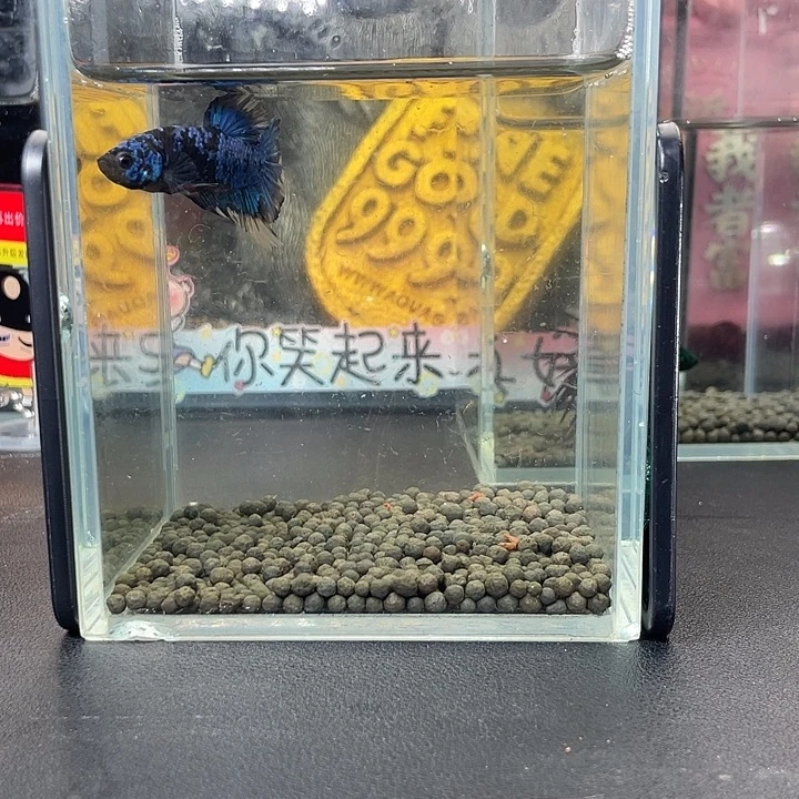 斗鱼55号927早暗黑