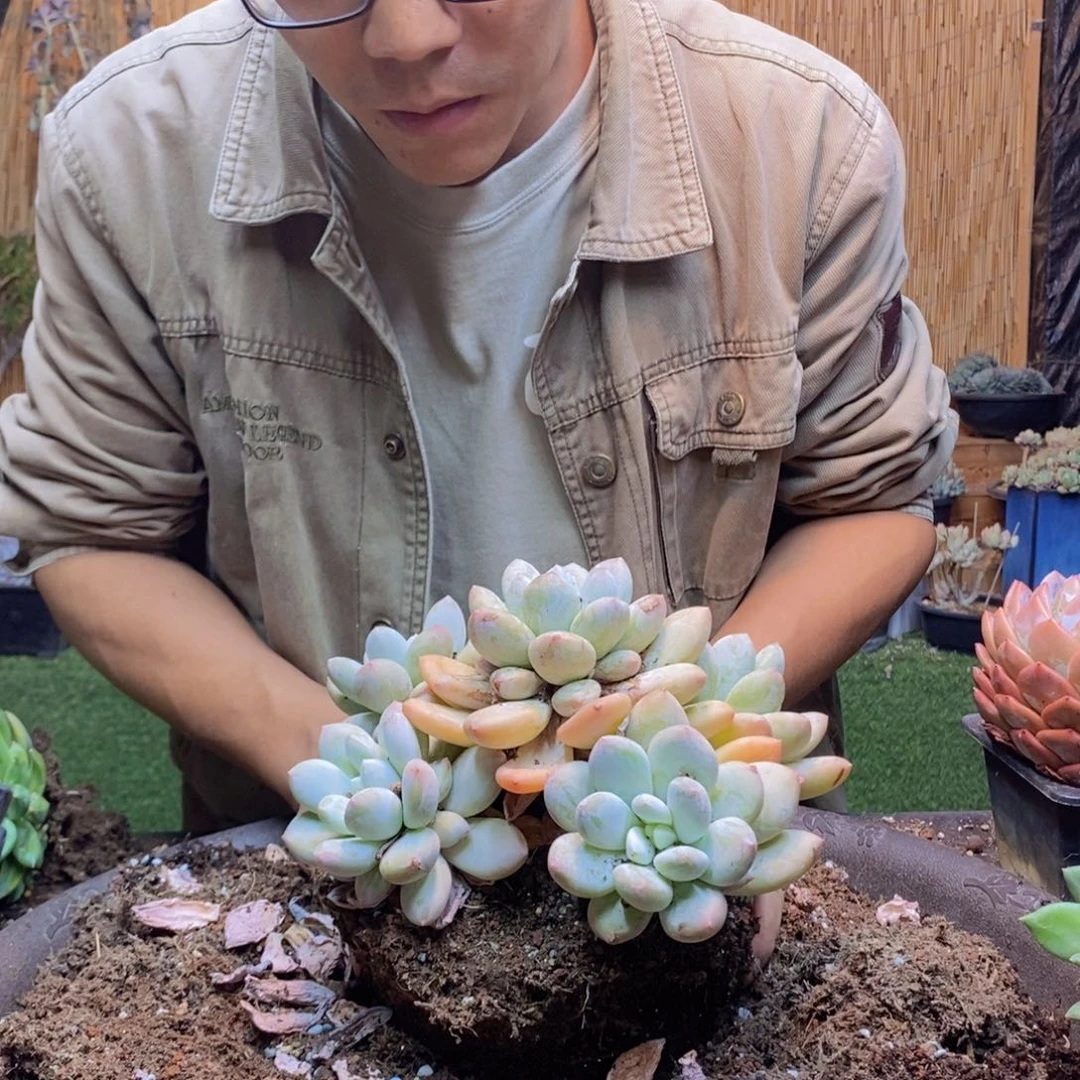 c****3269号香水多肉