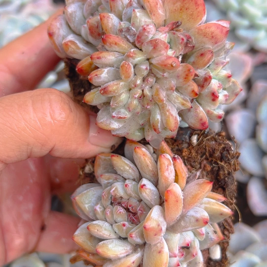 一**兜多头梦露缀两颗精品