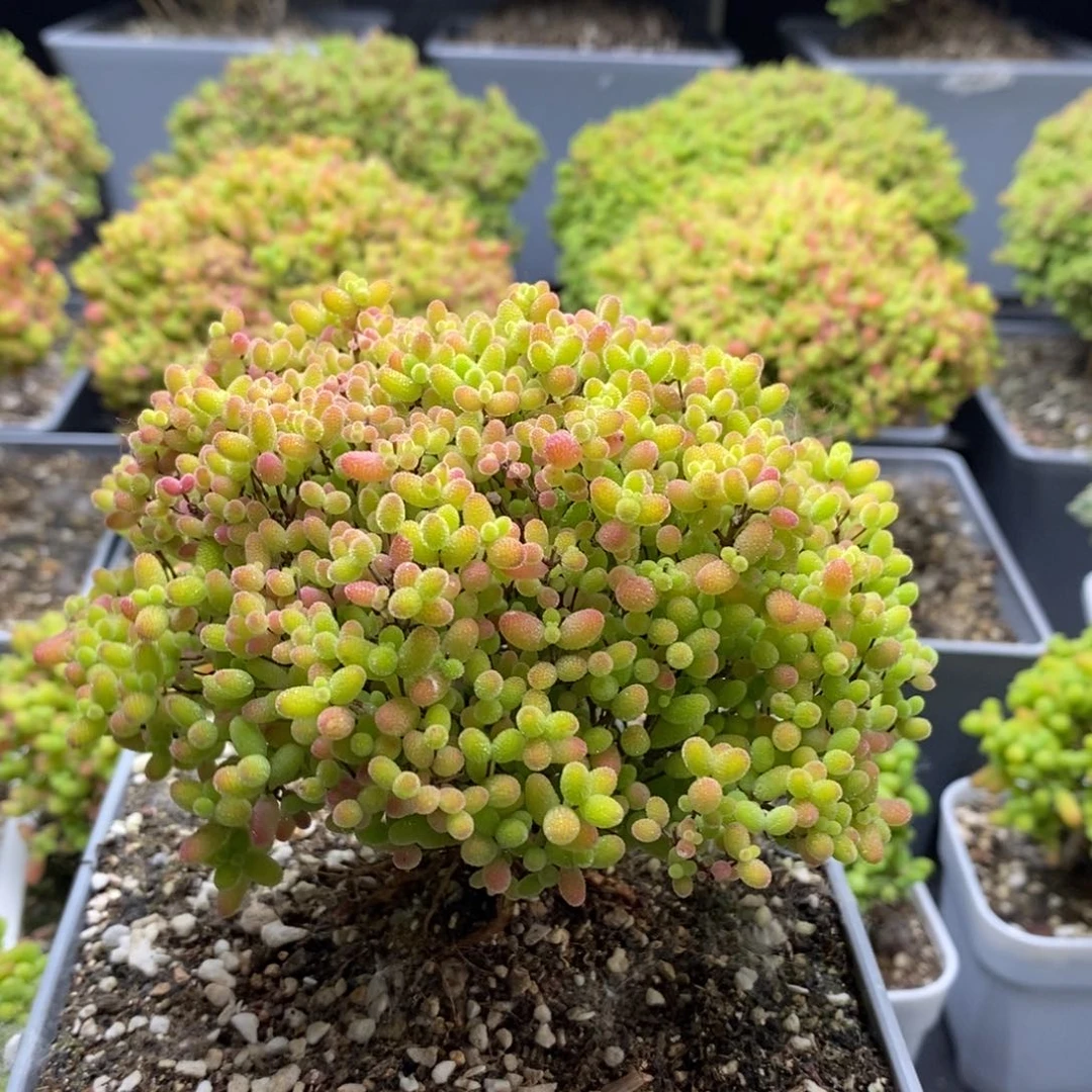 大****)蜜橘糖球6305枝干番杏