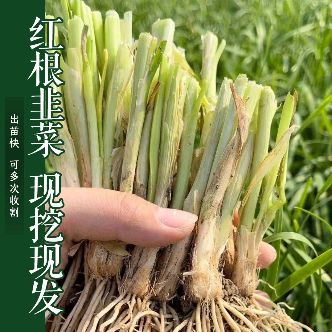 【今年新根】四季宽叶红韭菜根 浇水易活，室内阳台小院盆栽