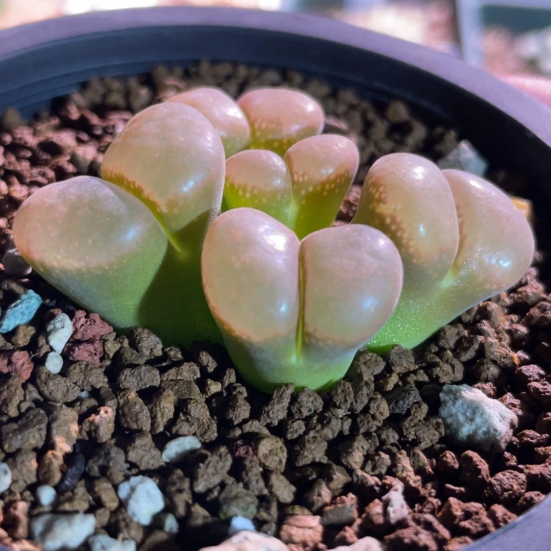 大翻窗红风铃植物一物一拍