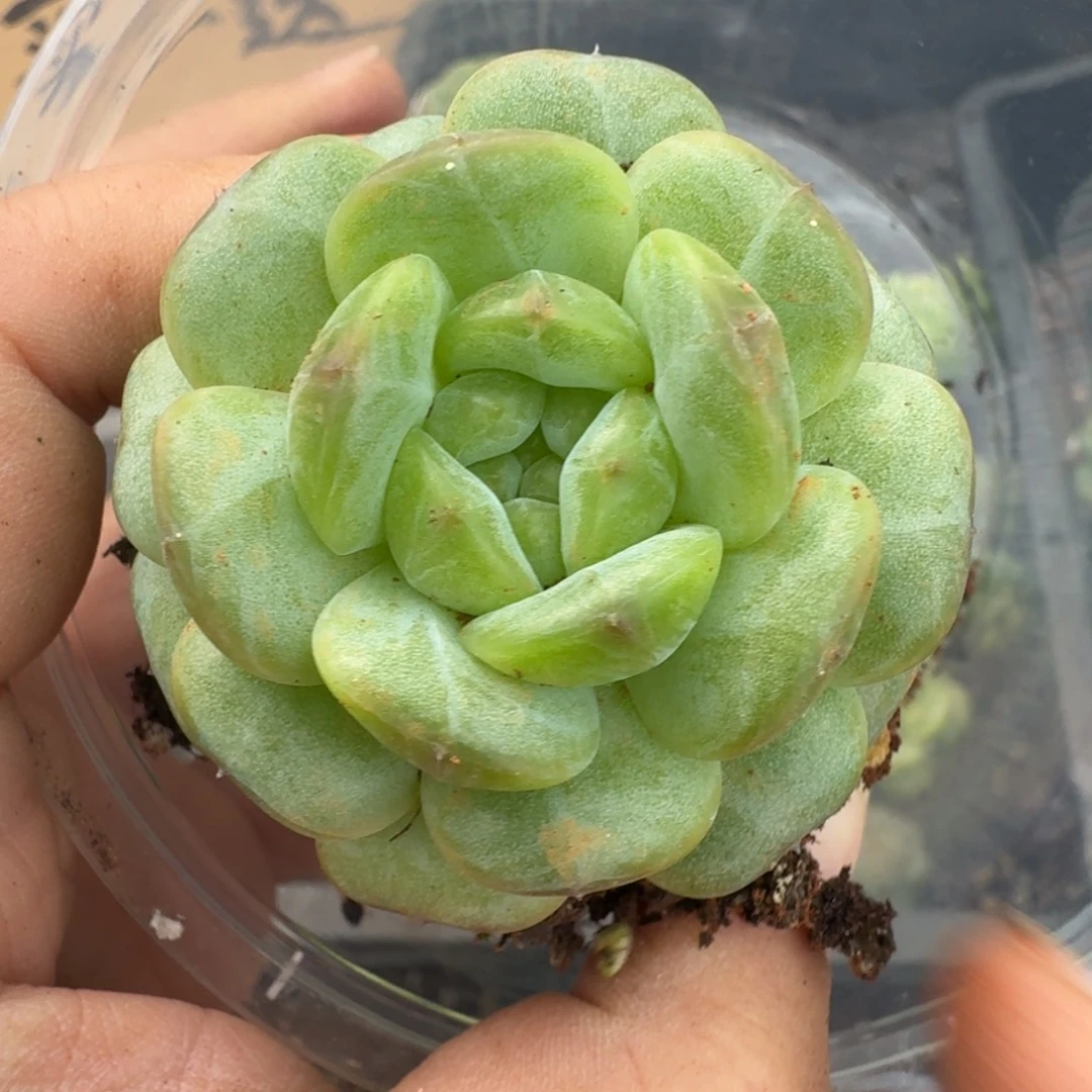一物一拍一物一拍1108-806
