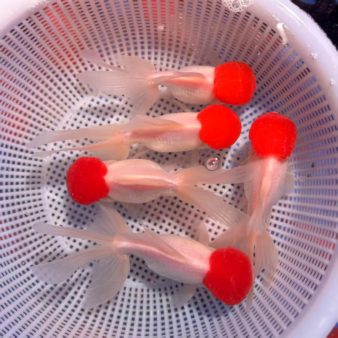 鸿运当头冷水观赏金鱼易活耐养大中小型金鱼打痒