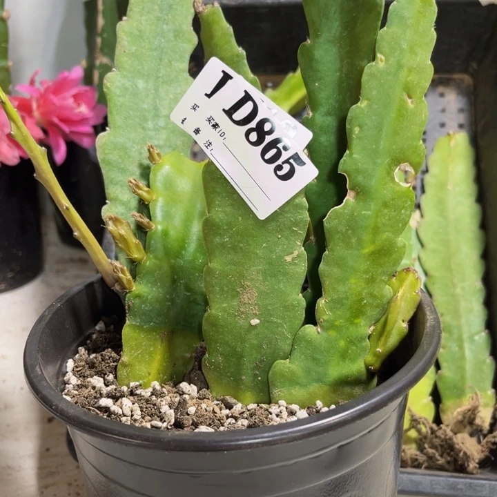 当前无花栽培后可以开花865