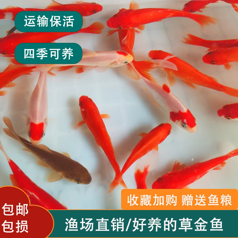 冷水鱼苗小金鱼红草金观赏鱼锦鲤活鱼活体好养耐活鱼