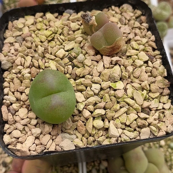 艳*13584吕氏一颗