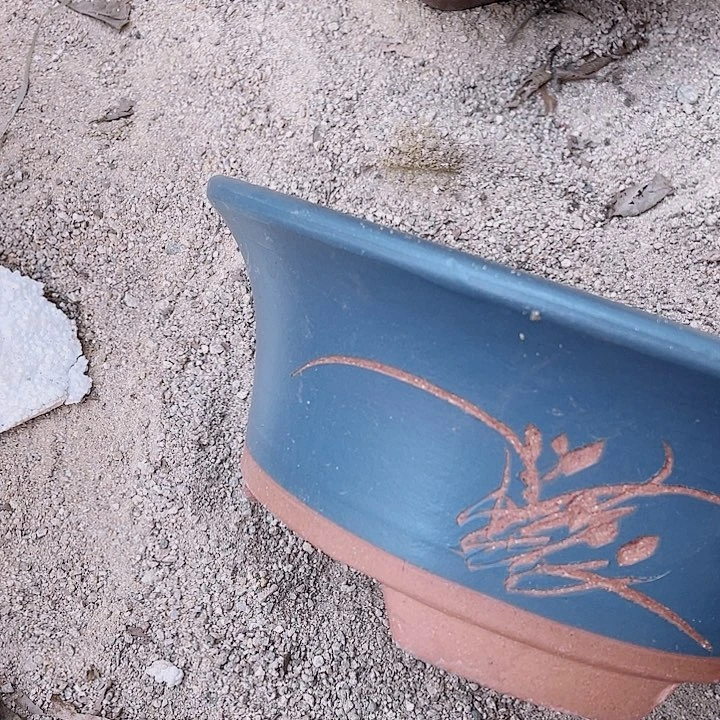 紫砂27蓝票口花片花哦