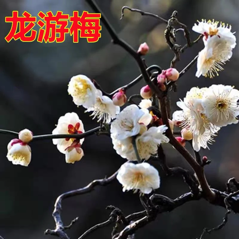 精品浓香型龙游梅盆栽庭院种植带土发货的梅花盆栽