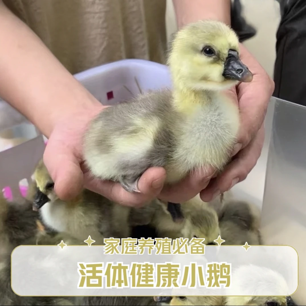 出壳三两狮头鹅灰鹅可做宠物鸭顺丰包邮小幼鹅狮头鹅可选公母