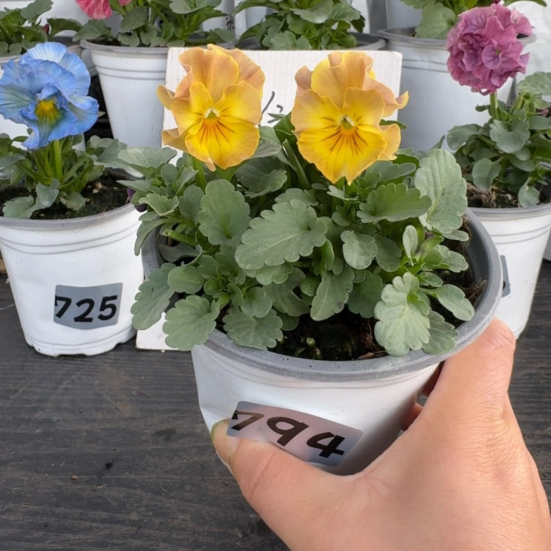 全部花朵794号彩虹女神